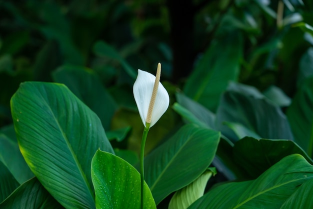Closeup shot of a beautiful white Anthurium flower with green leaves