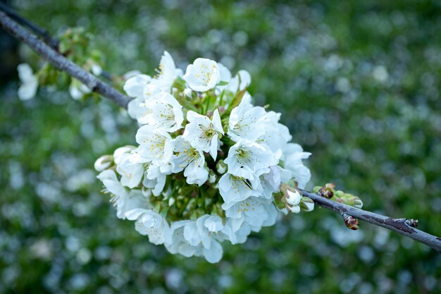 Closeup shot of beautiful white cherry blossom flowers