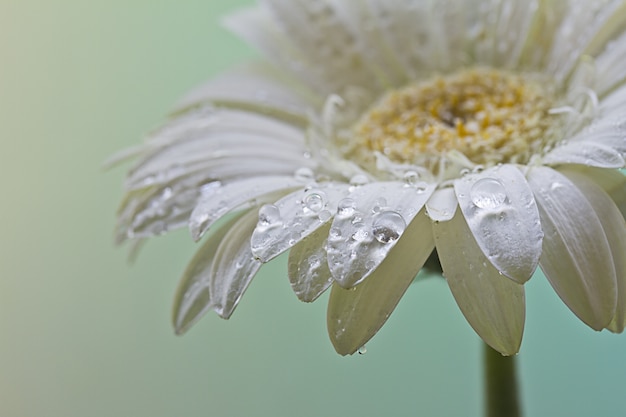 dewdrops로 덮여 아름다운 흰색 데이지 꽃의 근접 촬영 샷