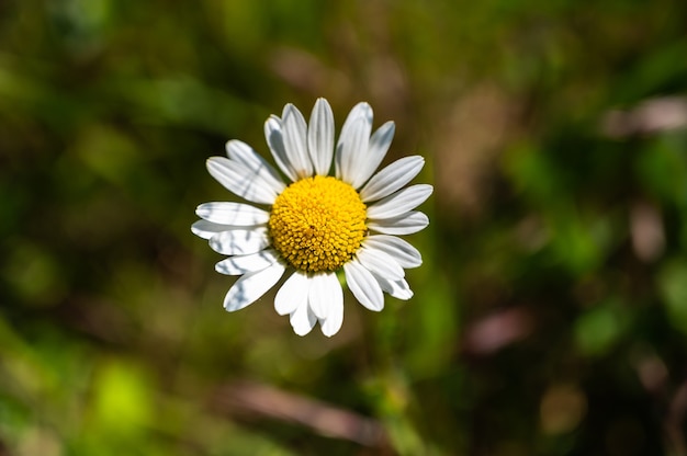 Closeup shot of beautiful white daisy flowers on a blurred