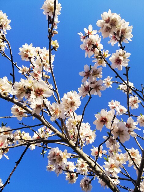 Closeup shot of beautiful white flowers on almond trees and a blue sky
