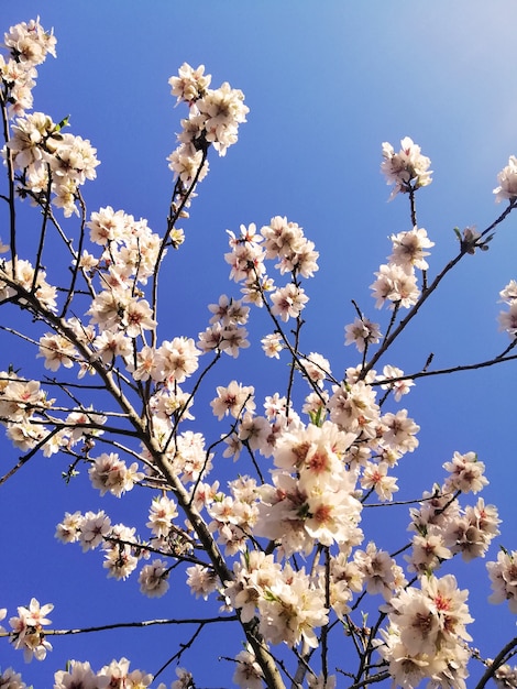 아몬드 나무와 푸른 하늘에 아름다운 흰색 꽃의 근접 촬영 샷