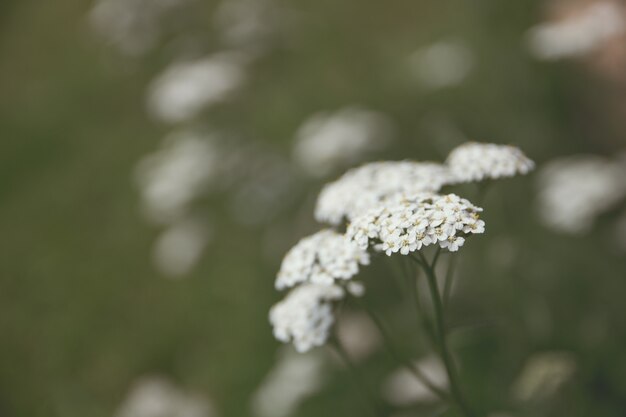 Closeup shot of beautiful white greenery in a forest with a blurred background