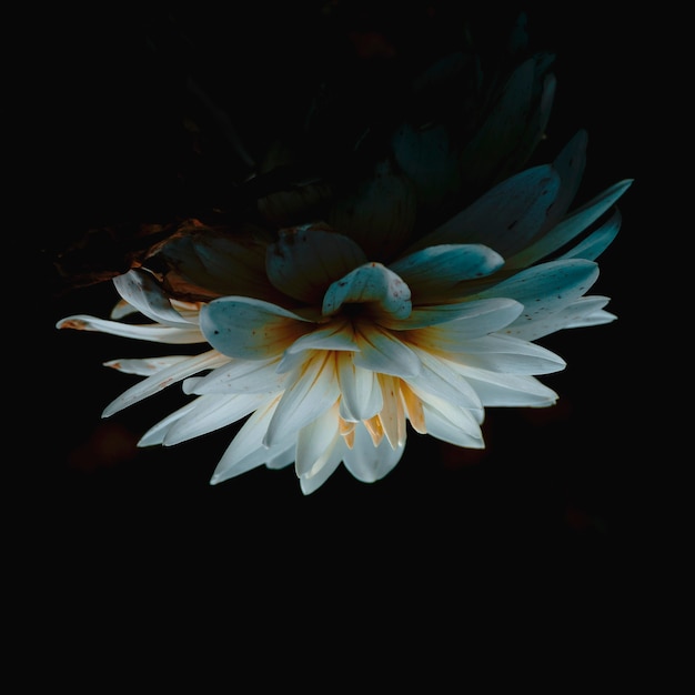 Closeup shot of a beautiful white lotus flower