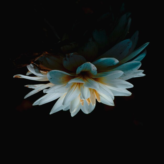 Closeup shot of a beautiful white lotus flower