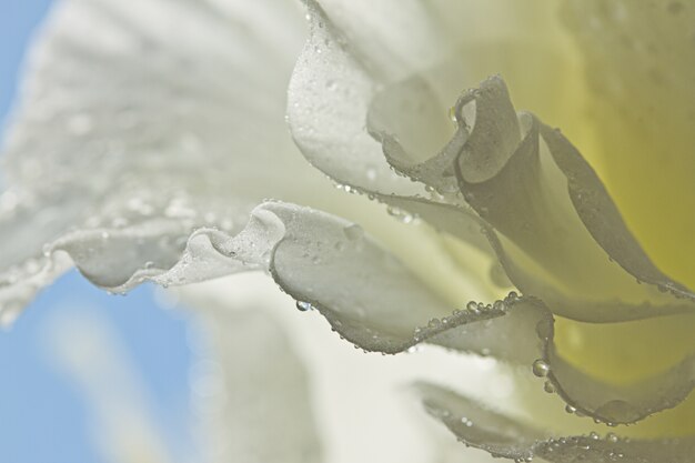 고립 된 아름 다운 흰 꽃잎 도라지의 근접 촬영 샷
