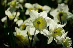 Free photo closeup shot of beautiful white-petaled narcissus flowers