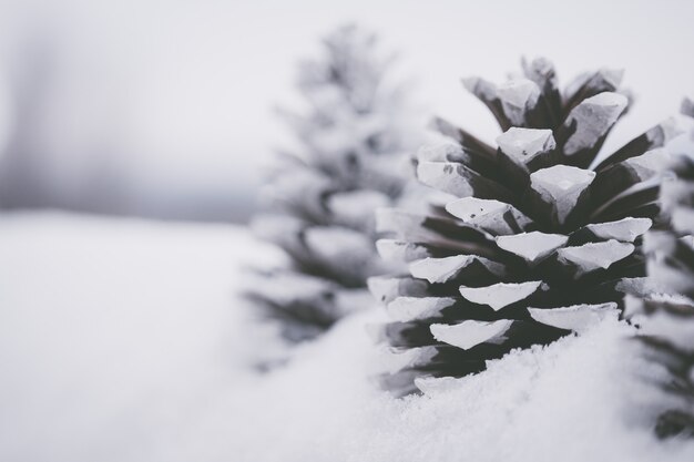 Макрофотография выстрел из красивых белых сосновых шишек в снегу