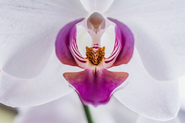 Closeup shot of a beautiful white and pink orchids