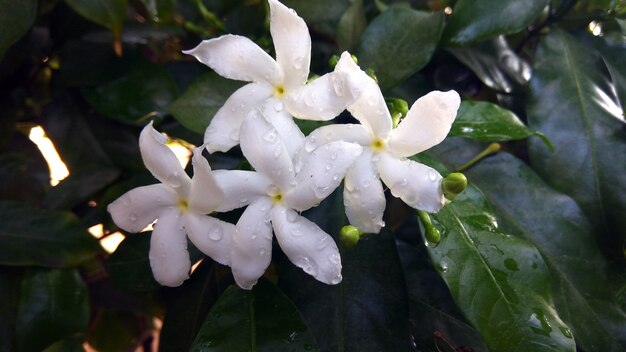 녹색 잎이 많은 공간에 아름다운 흰색 plumeria 꽃의 근접 촬영 샷