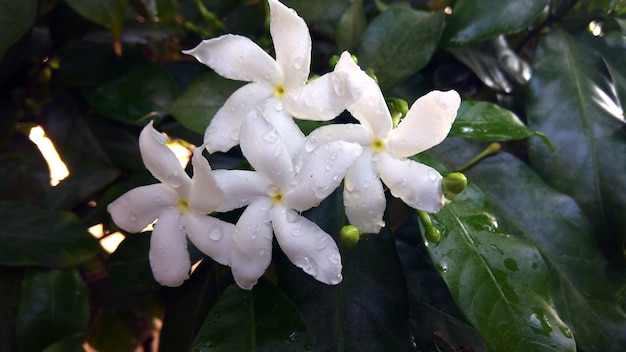 Closeup shot of a beautiful white plumeria flower on a green leafy space