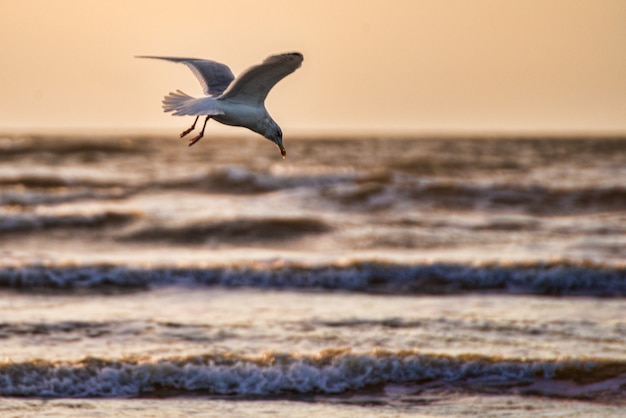 바다 위에 날아 다니는 spred 날개를 가진 아름다운 흰 갈매기의 근접 촬영 샷