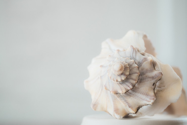 Free Photo closeup shot of a beautiful white seashell on a white background
