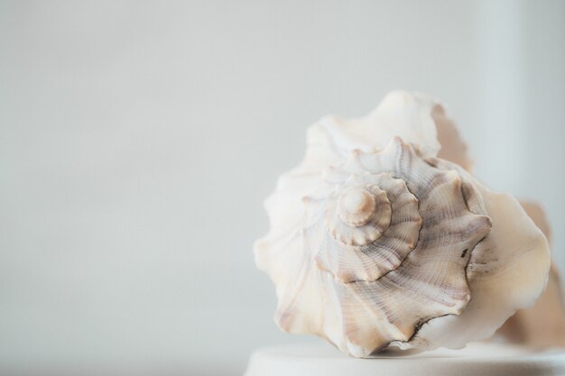 Closeup shot of a beautiful white seashell on a white background