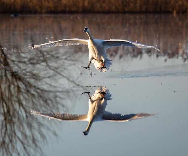 Снимок крупным планом красивого белого лебедя, летящего над озером