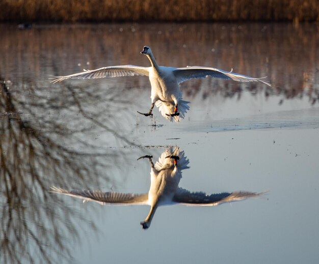 Closeup shot of a beautiful white swan flying over the lake