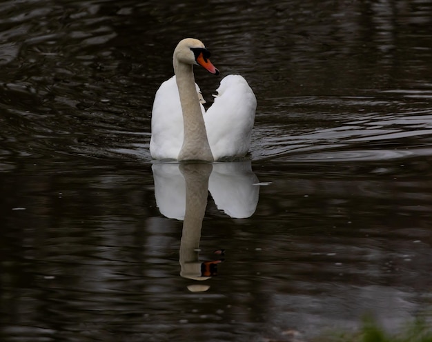 Closeup shot of a beautiful white swan swimming in a lake