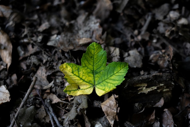 Closeup shot of beautiful wild green leaves in the forest