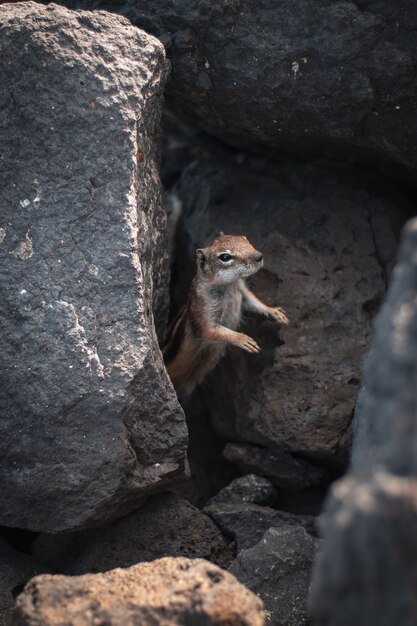 Closeup shot of a beautiful wild squirrel sticking its head out rocks in a forest