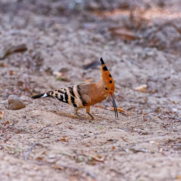 Closeup shot of a beautiful woodpecker bird