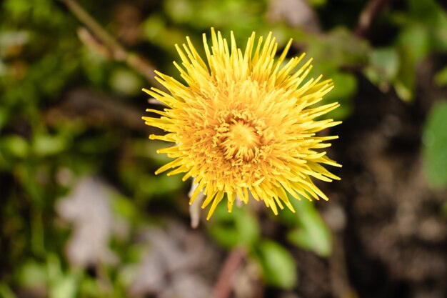 美しい黄色のタンポポの花のクローズアップショット