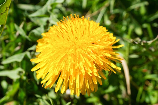 Closeup shot of beautiful yellow dandelion flowers