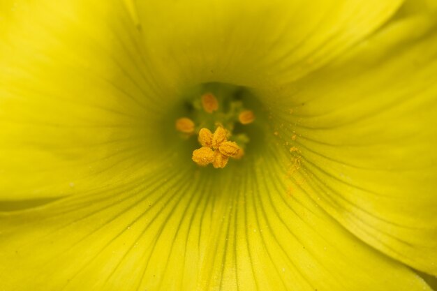 아름 다운 노란 꽃의 근접 촬영 샷