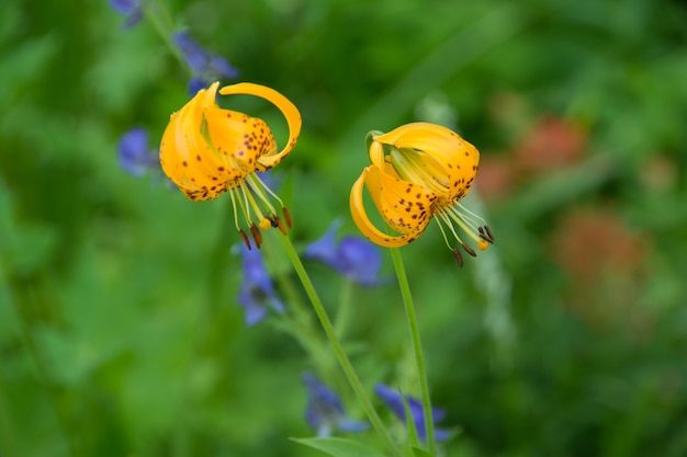 Closeup shot of beautiful yellow tiger lily flowers