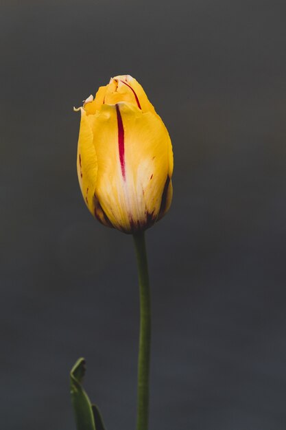 Closeup shot of a beautiful yellow tulip isolated on grey