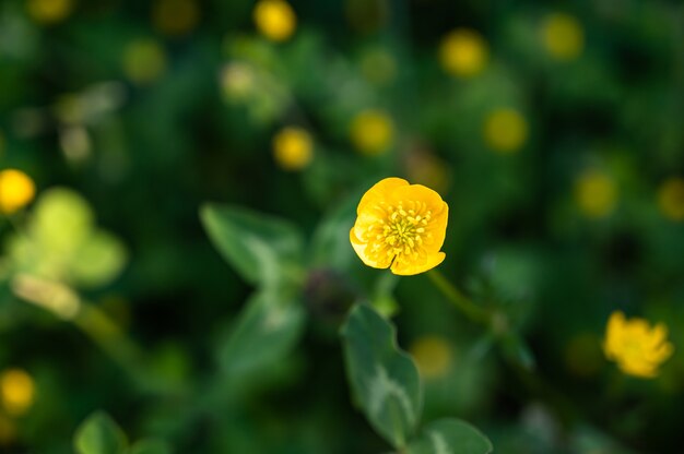 美しい黄色の野花のクローズアップショット