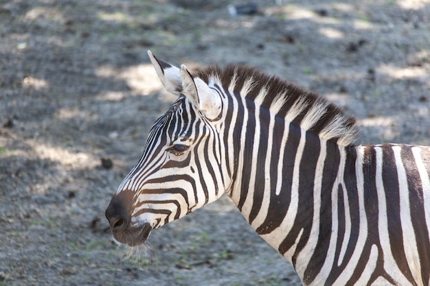 Closeup shot of a beautiful zebra on a sunny day