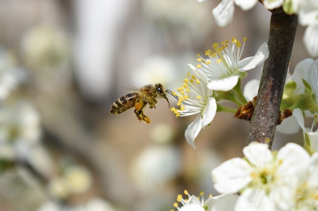 Крупным планом выстрелил пчелы на красивых сакуры