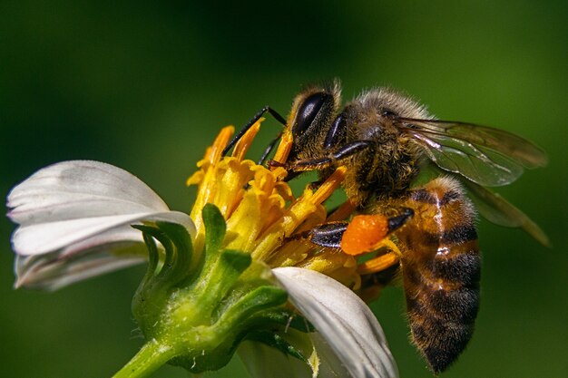 Closeup shot of a bee on a chamomile flower