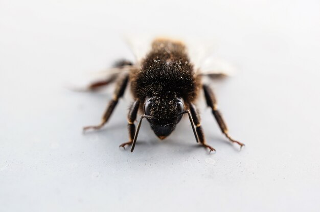 Closeup shot of a bee covered in pollen on the white surface