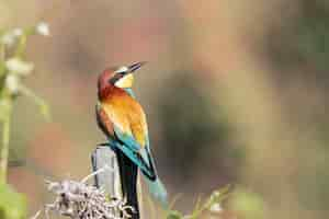 Free photo closeup shot of a bee-eater with colorful feathers