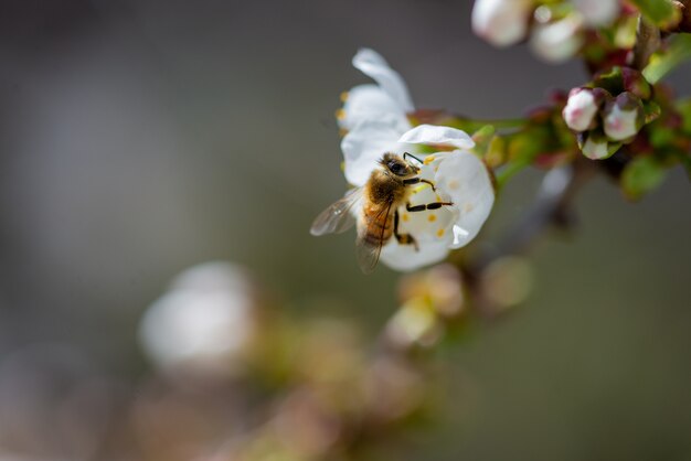 Closeup shot of a bee pollinating on a white cherry blossom flower