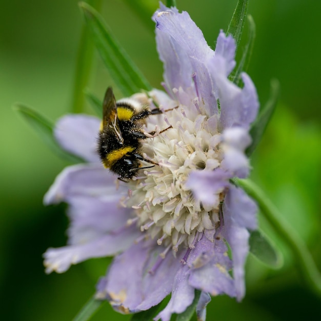 Крупный план пчелы на фиолетовом цветке