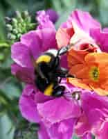 Free photo closeup shot of a bee sitting on a flower