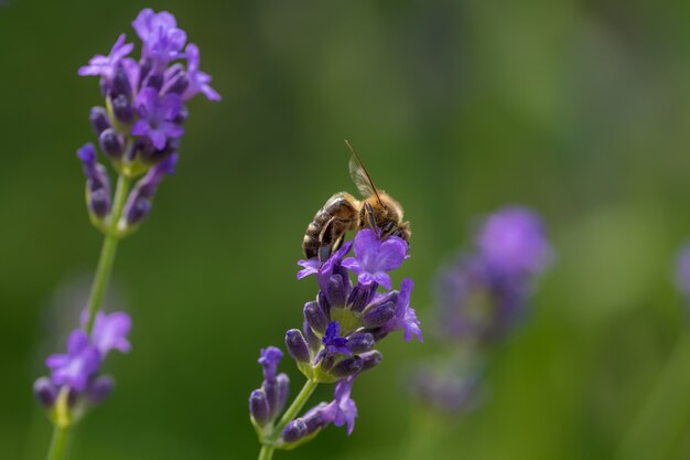 Closeup shot of a bee sitting on a purple English lavender