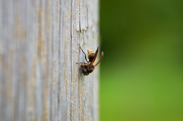 Closeup shot of a bee on a wooden surface with a blurred background