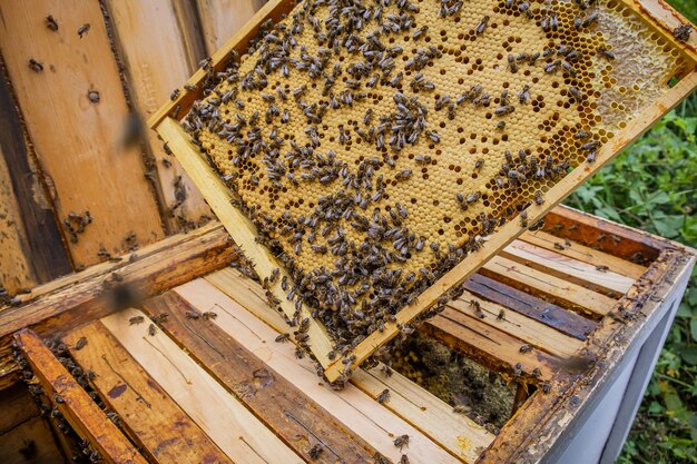 많은 꿀벌이 꿀을 만드는 벌집 프레임을 들고 있는 양봉가의 클로즈업 샷