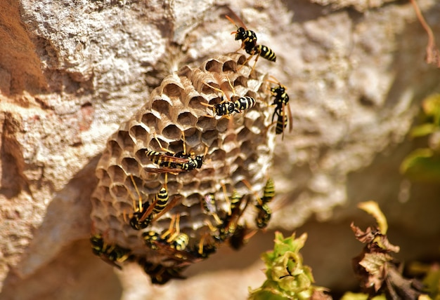 Closeup shot of bees on paper wasp nest
