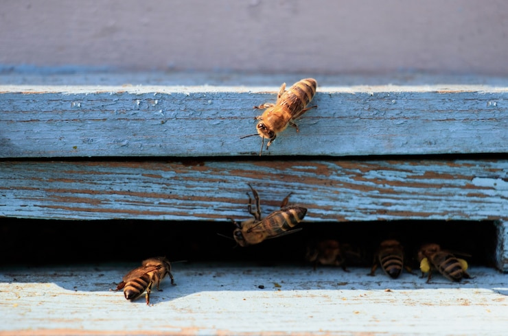 How much is pest control for bees How much is pest control for bees