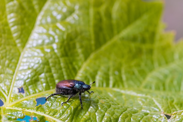 Colpo del primo piano di uno scarabeo sulla foglia verde