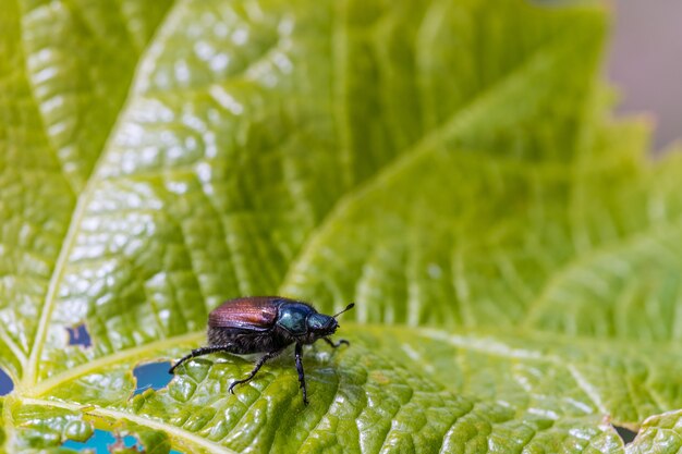 Closeup shot of a beetle on the green leaf