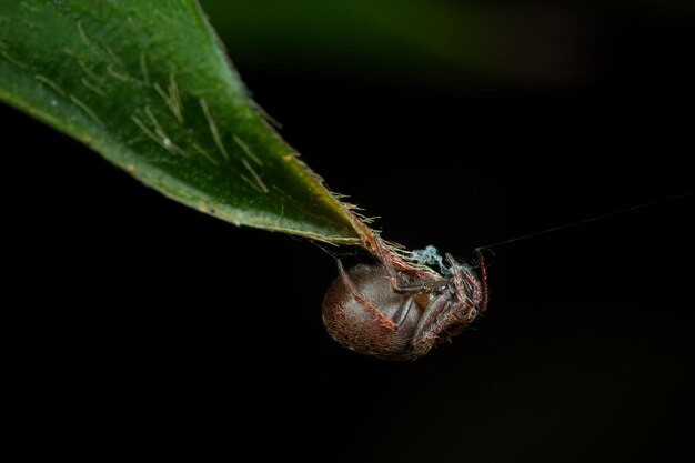 緑の葉の上のカブトムシのクローズアップショット