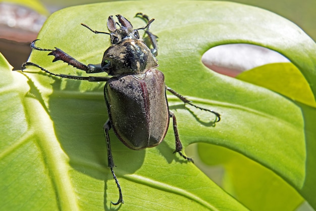 Colpo del primo piano di uno scarabeo su una foglia