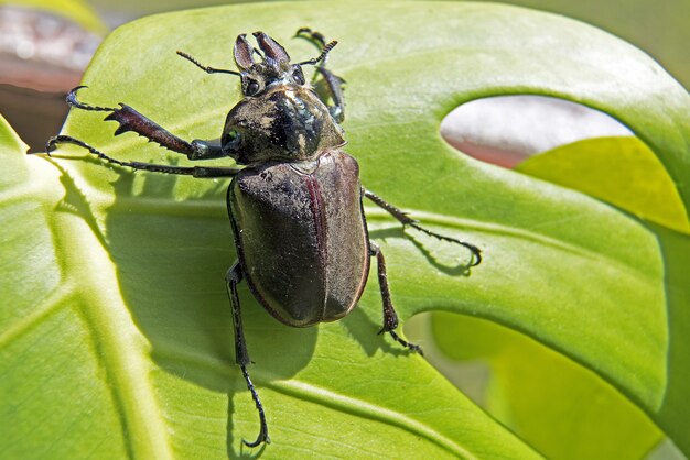 葉の上のカブトムシのクローズアップショット