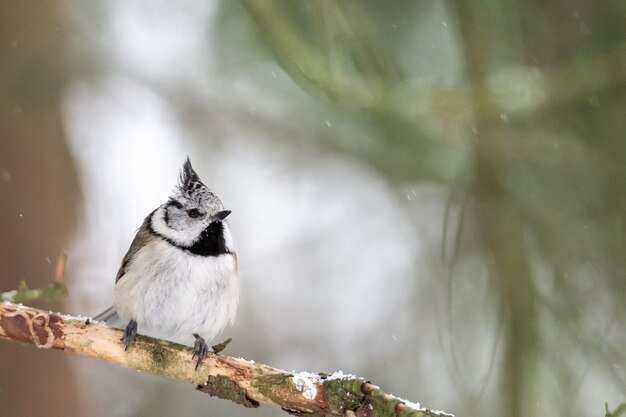 Closeup shot of a bewicks wren bird perched on a tree