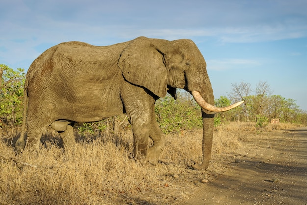 푸른 하늘 아래 사파리에서 큰 코끼리의 근접 촬영 샷